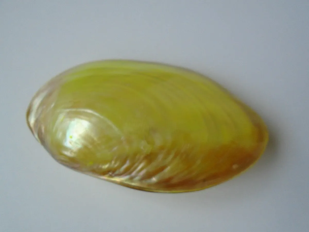 Shells. Bundle shells, Home decor, - Image 2