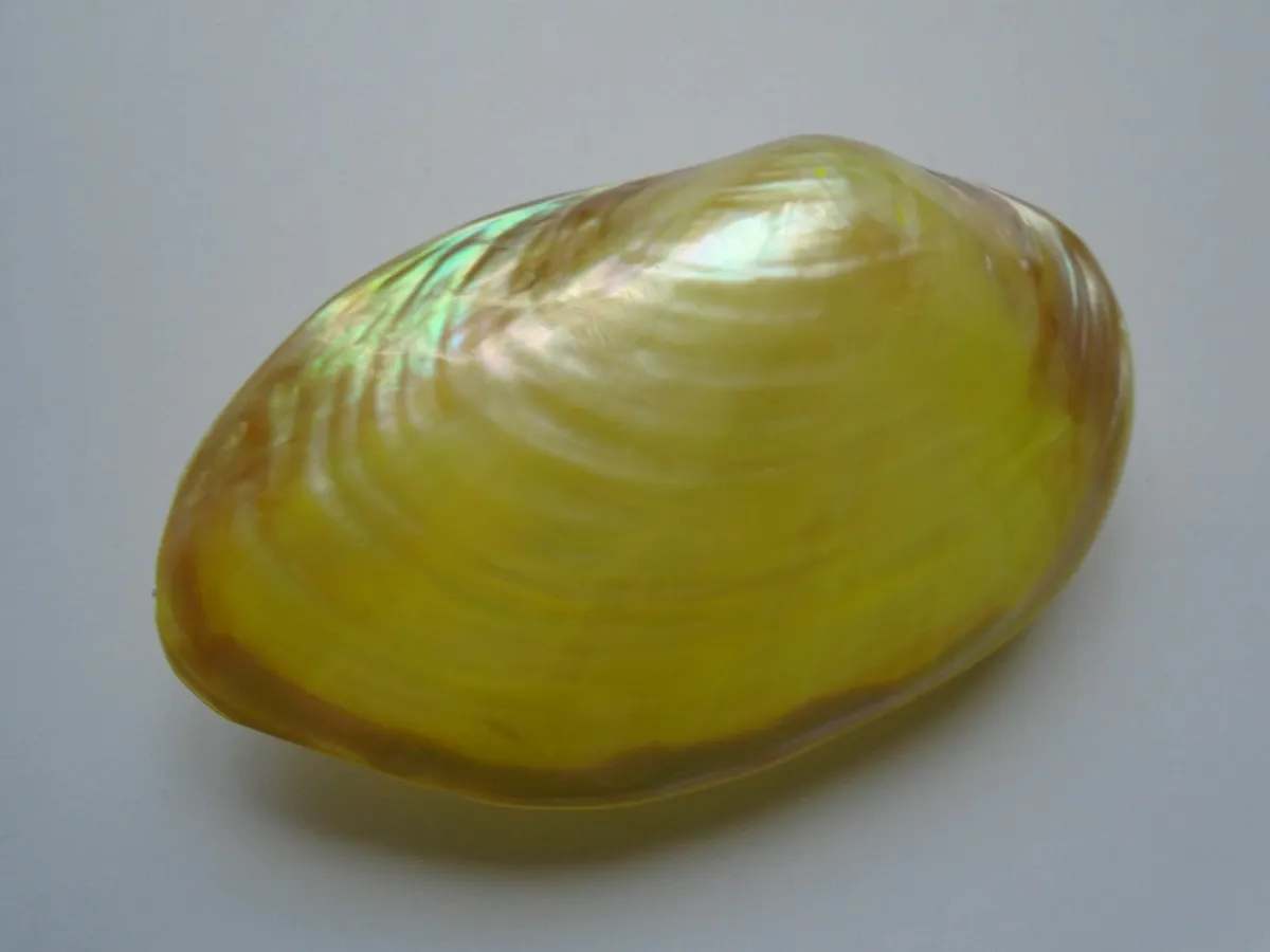 Shells. Bundle shells, Home decor, - Image 3