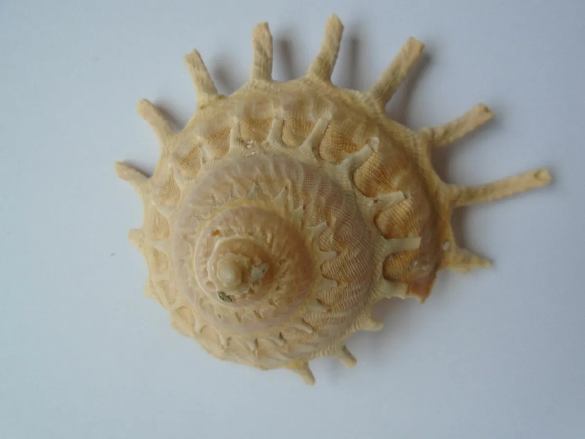 Shells. Bundle shells, Home decor, - Image 4