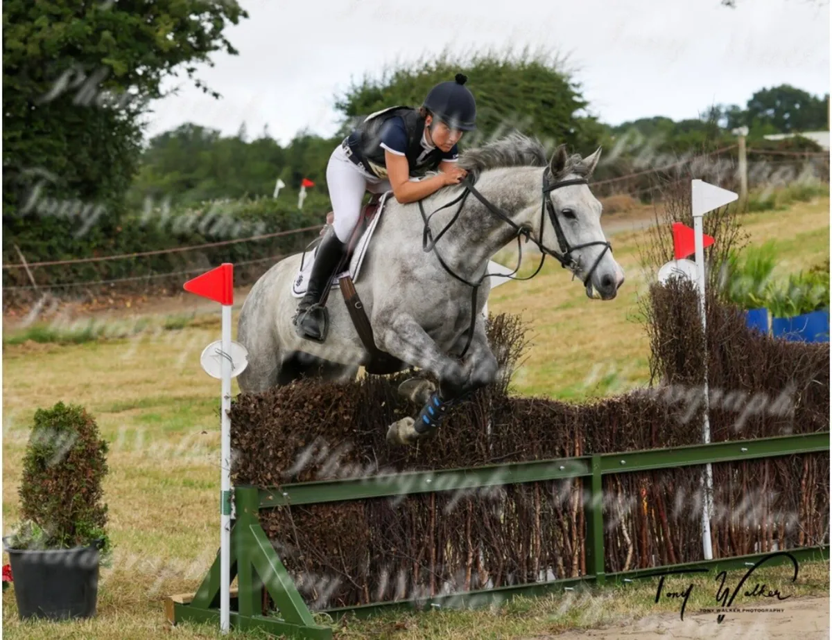 6 year old traditional irish mare - Image 2