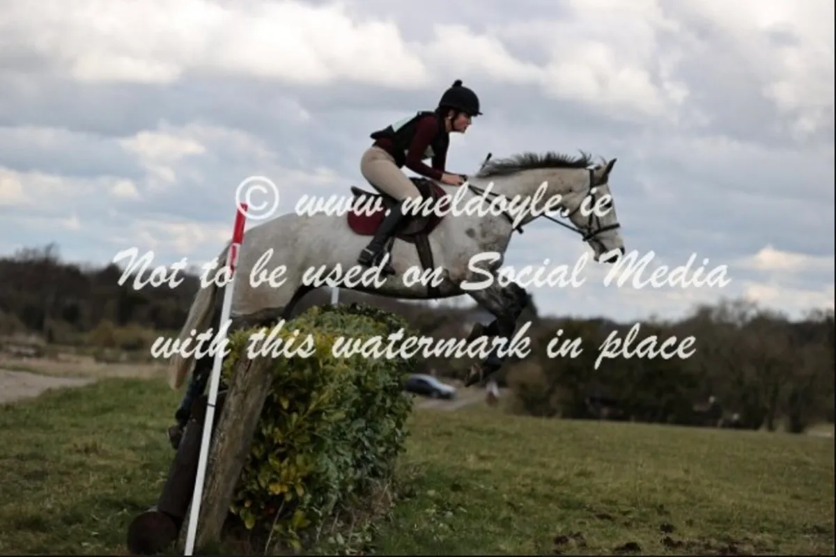 6 year old traditional irish mare - Image 3