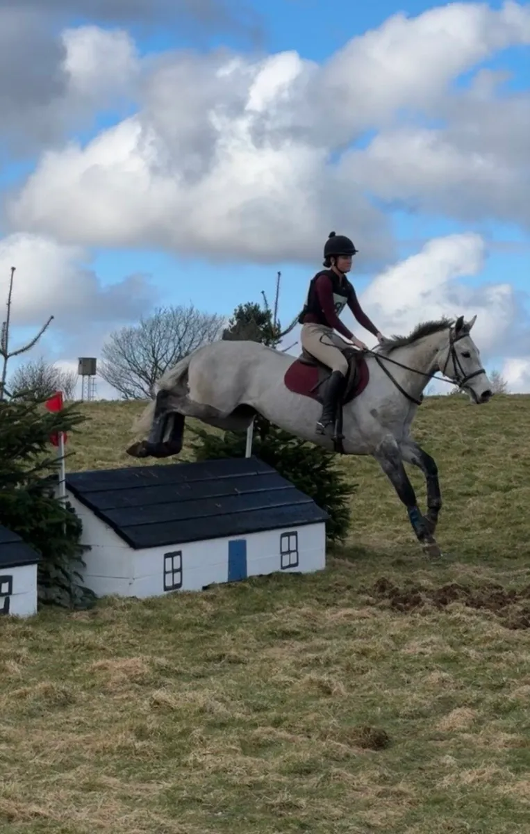 6 year old traditional irish mare - Image 1