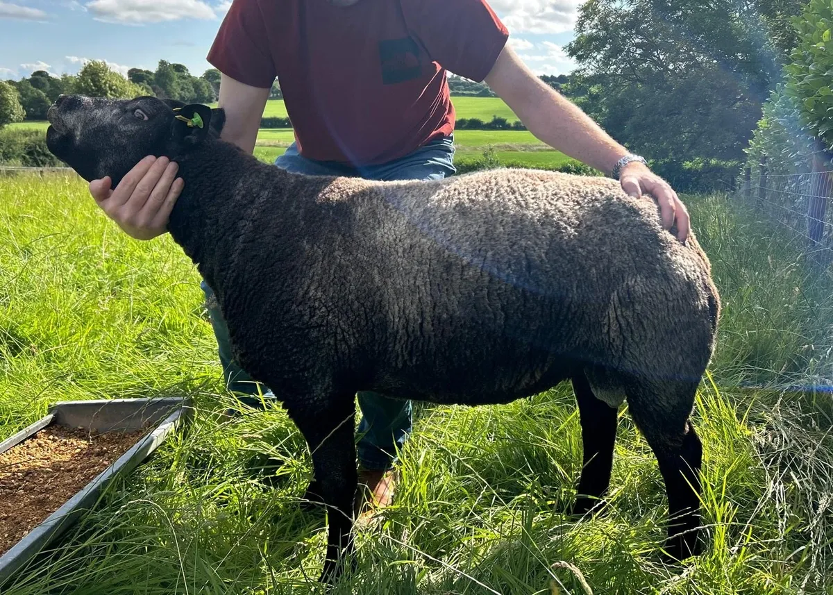 Blue texel ram - Image 2