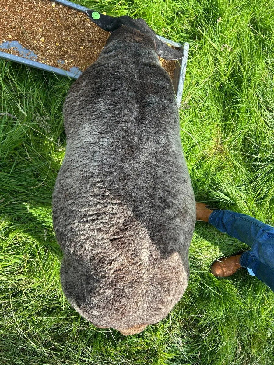 Blue texel ram - Image 3