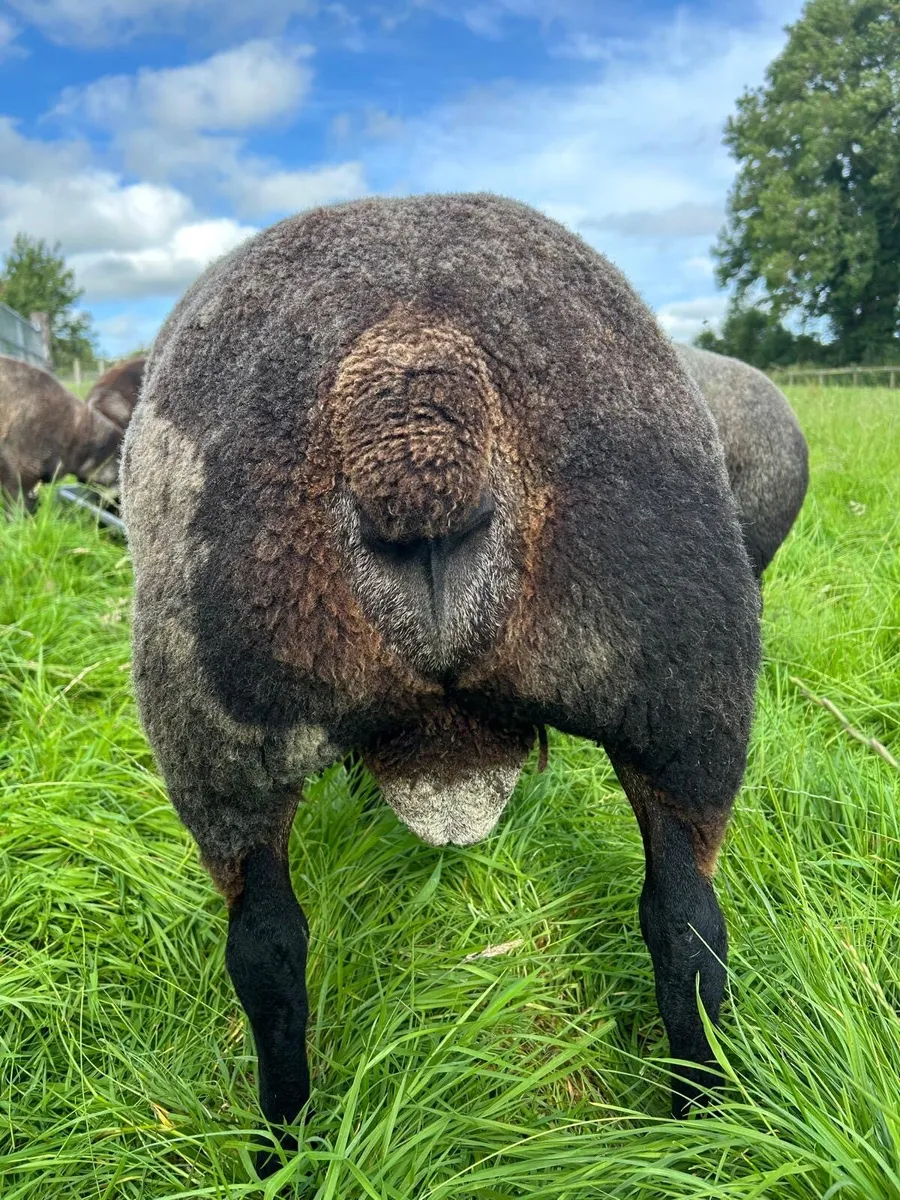 Blue texel ram - Image 4