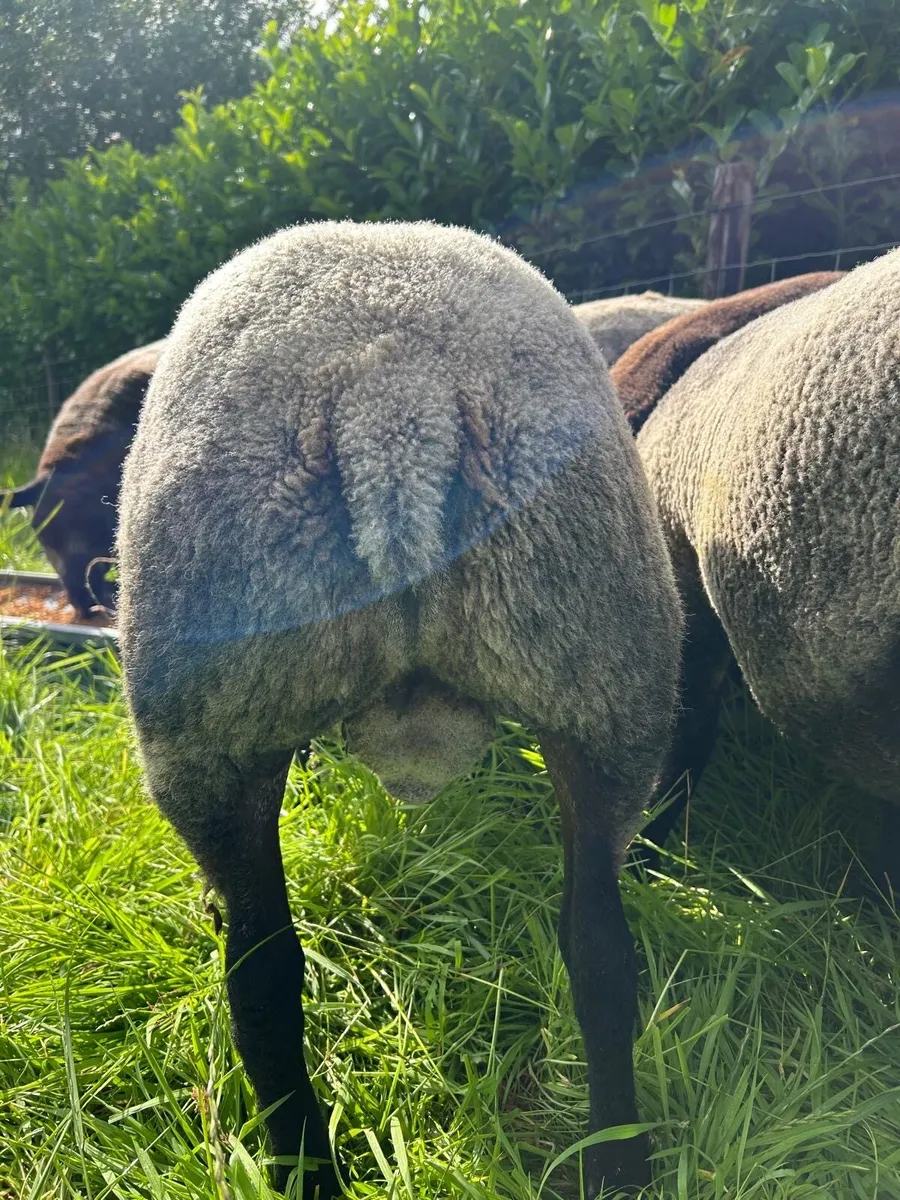 SIS ✅ Blue texel ram - Image 4