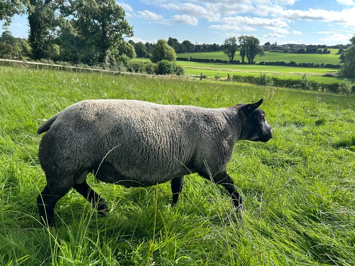 Blue texel ram - Image 1
