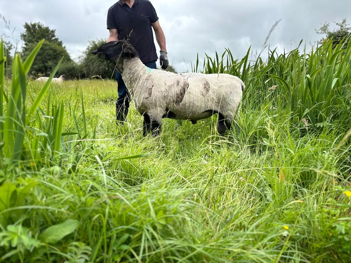 SIS Pedigree Suffolk Ram - Image 2