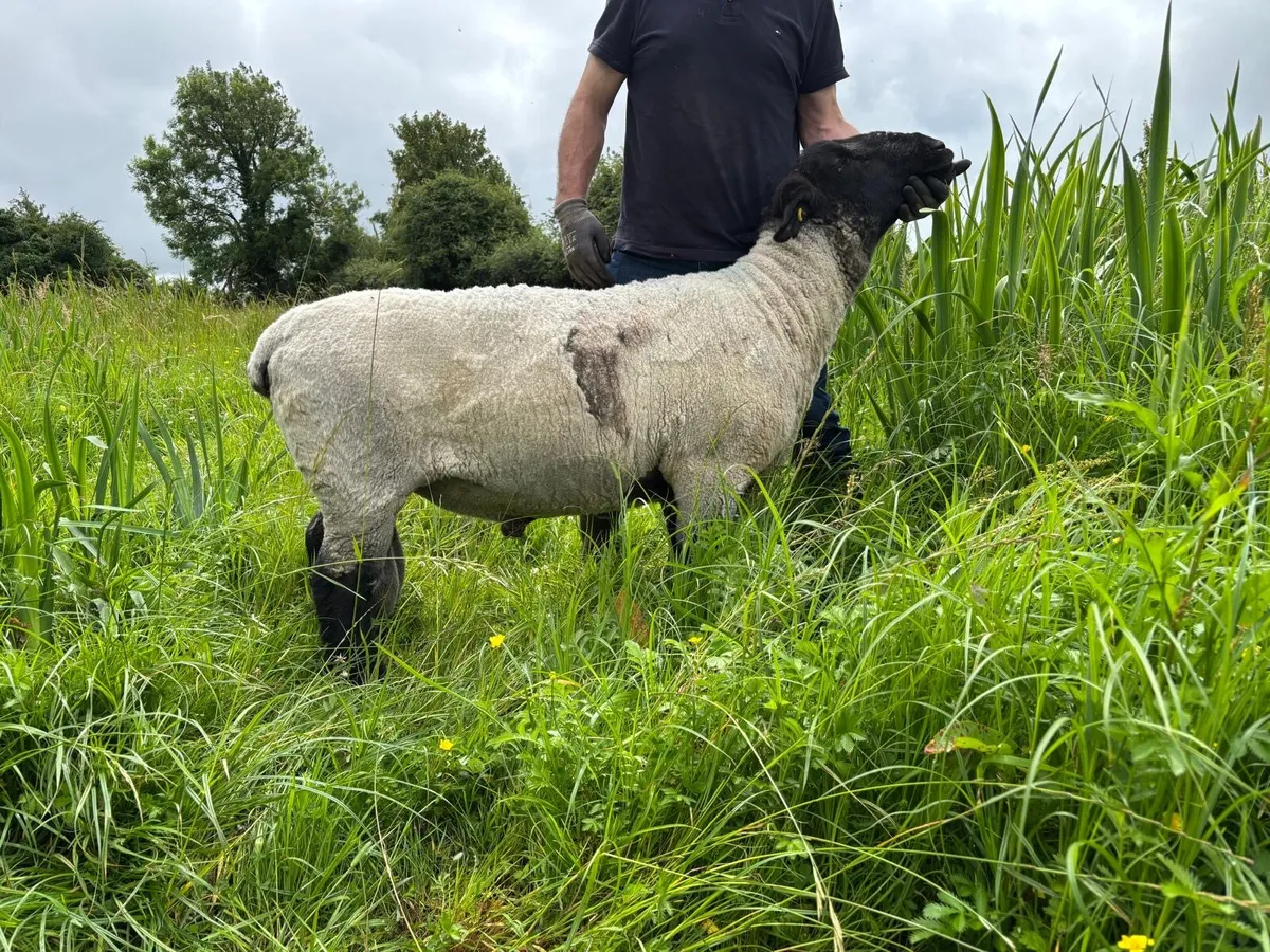 SIS Pedigree Suffolk Ram - Image 3