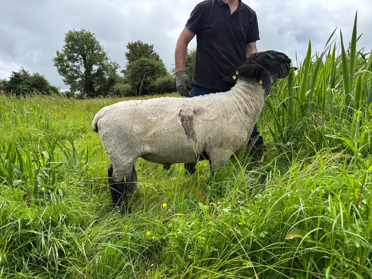 SIS Pedigree Suffolk Ram - Image 4