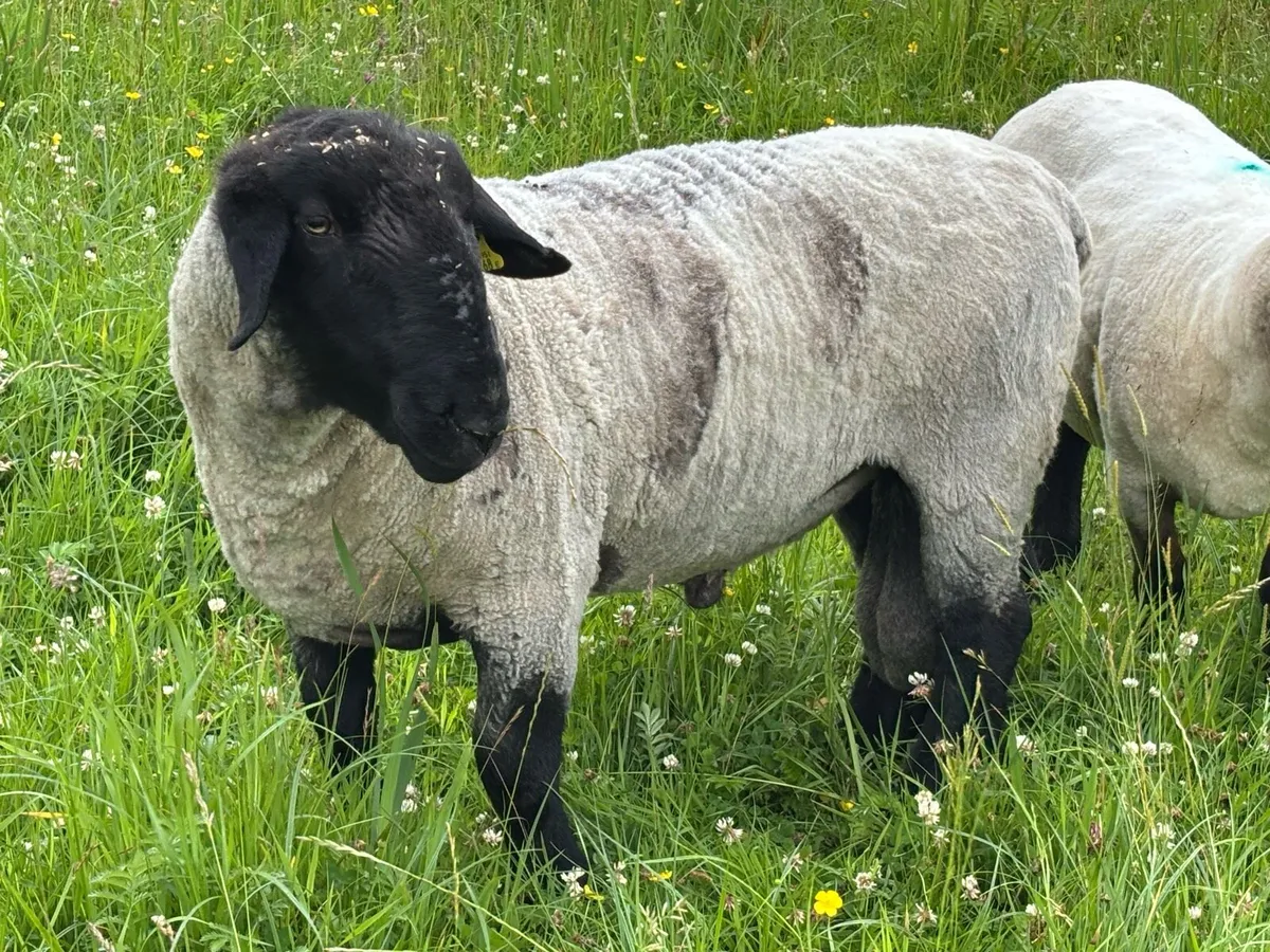 SIS Pedigree Suffolk Ram - Image 1
