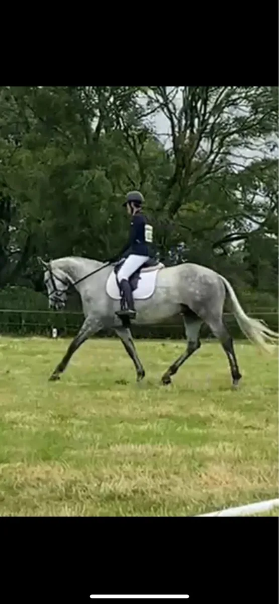 6 year old traditional irish mare - Image 4
