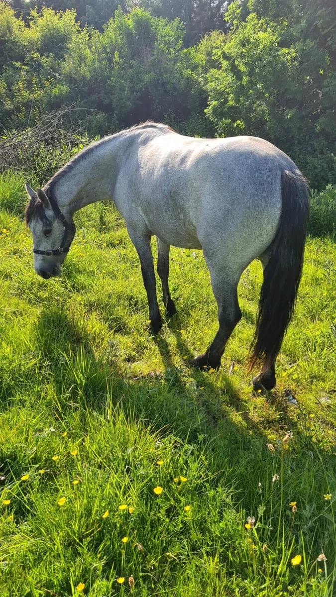 Grazing  wanted for two connemara  ponies