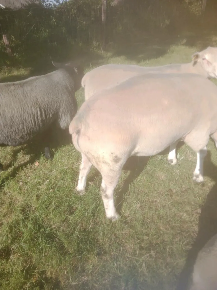 Chartex Hogget rams and Ped Charollais - Image 1