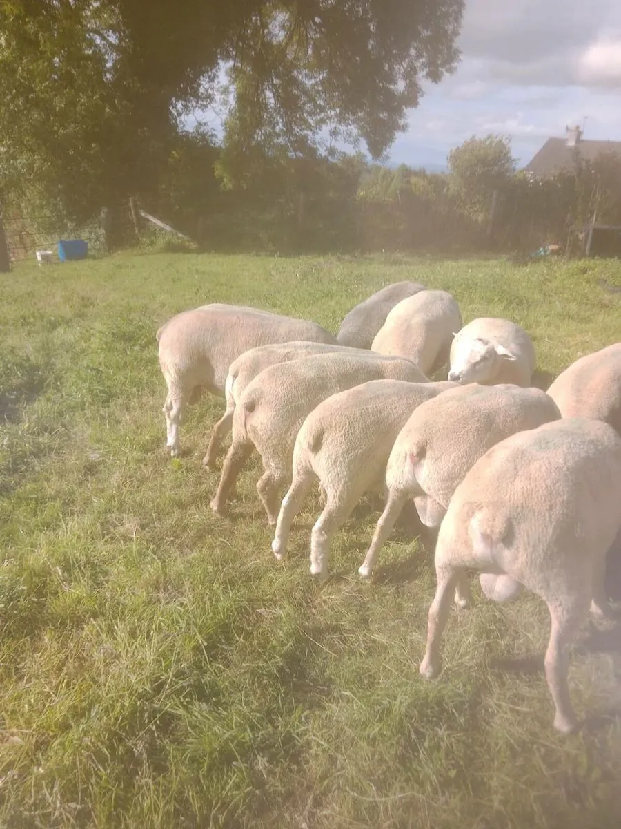 Chartex Hogget rams and Ped Charollais - Image 2