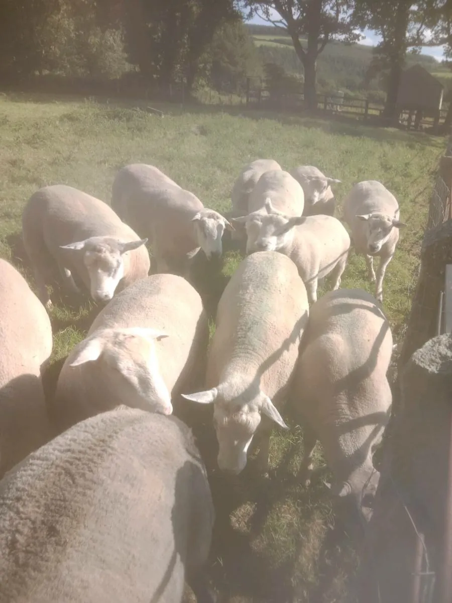 Chartex Hogget rams and Ped Charollais - Image 3