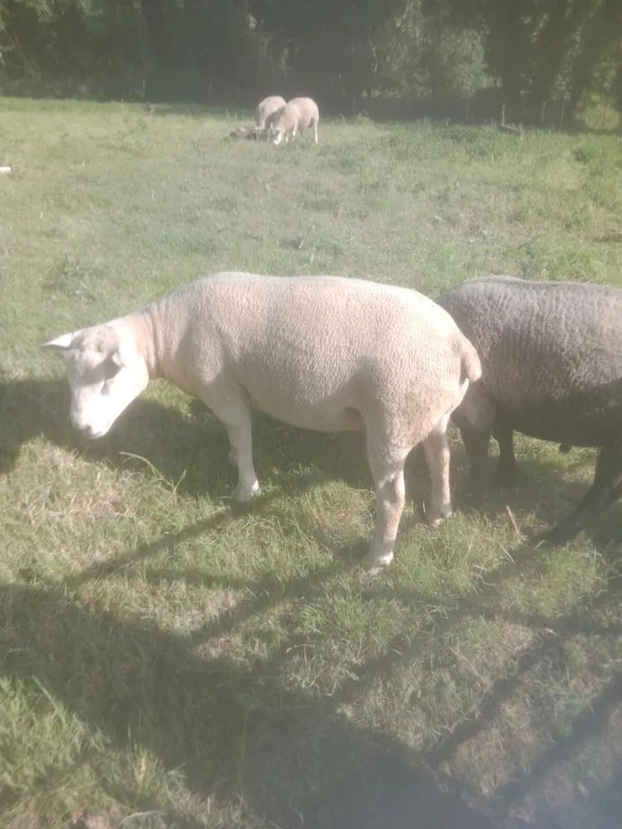 Chartex Hogget rams and Ped Charollais - Image 4