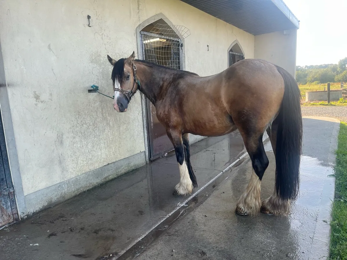 Pony - Image 1