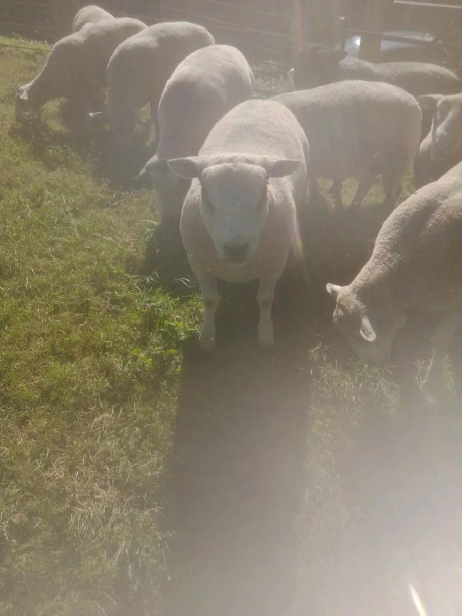 Chartex Hogget rams - Image 4