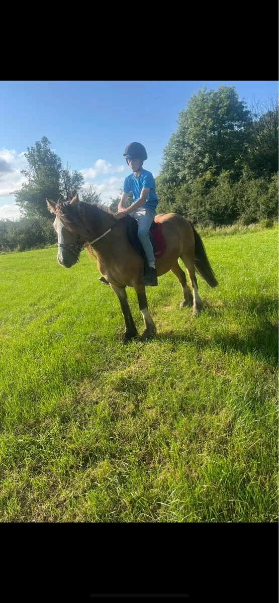 Pony - Image 2