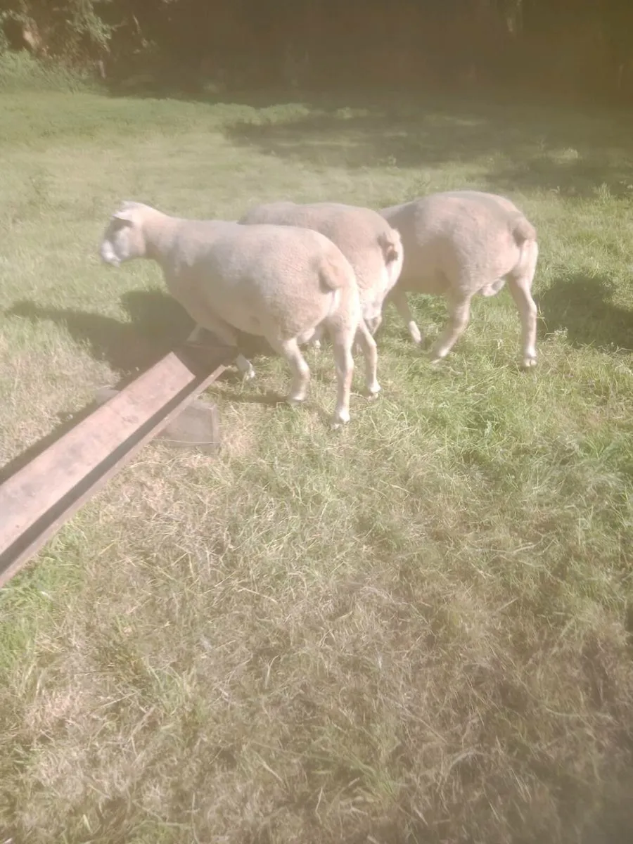 Chartex Hogget rams - Image 1