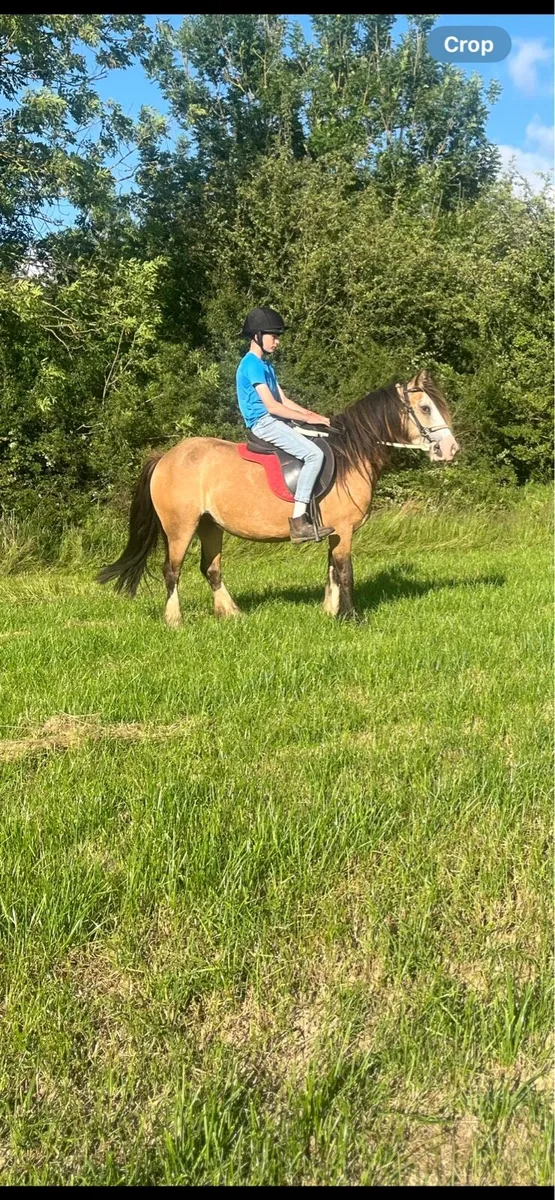 Pony - Image 3