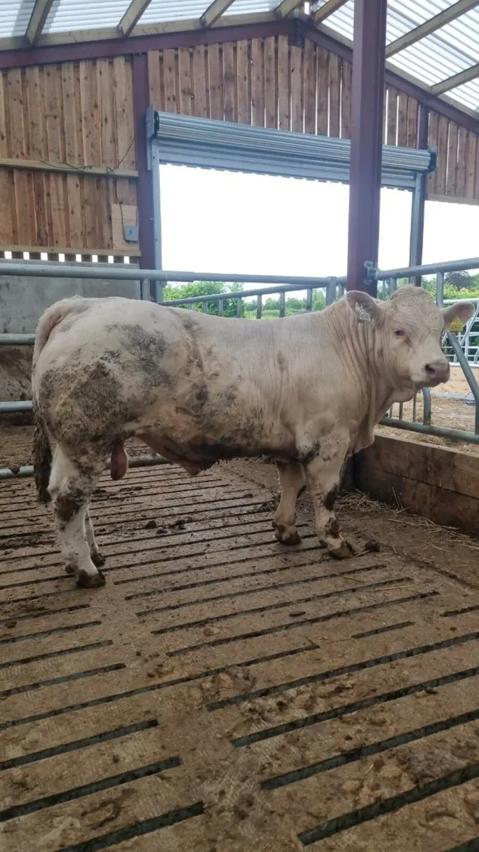 Charolais Bull - Image 1
