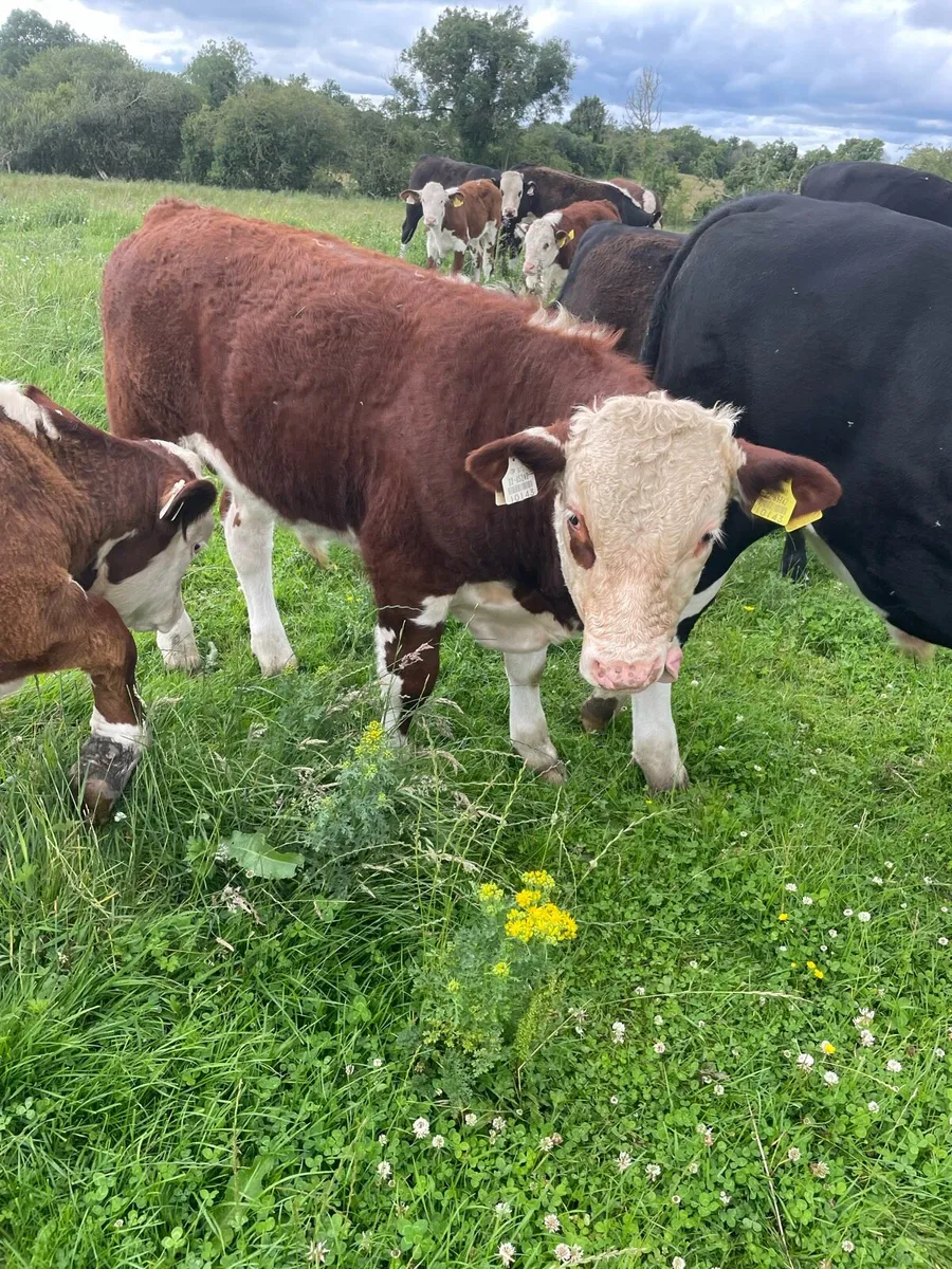 Organic weanlings - Image 2