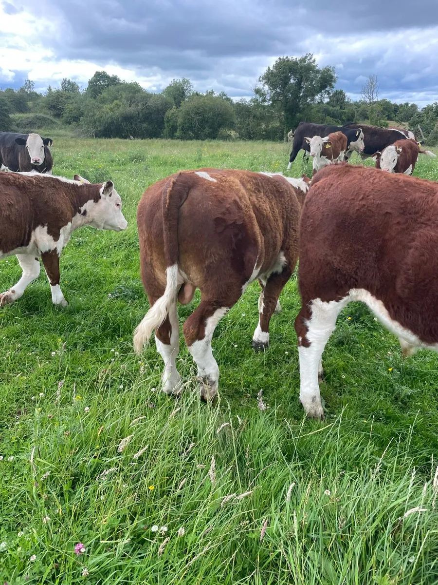 Organic weanlings - Image 3