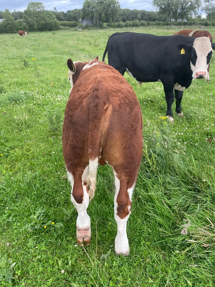 Organic weanlings - Image 4