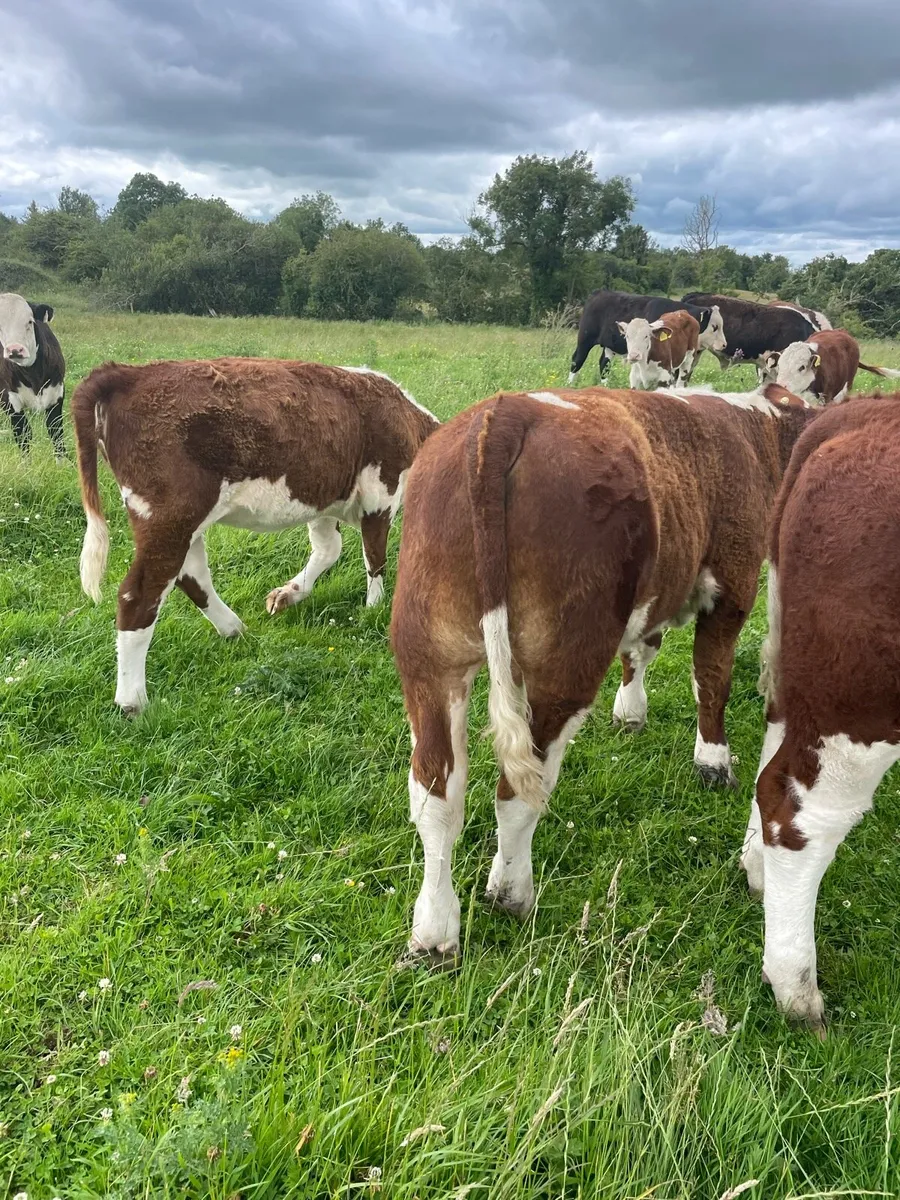 Organic weanlings - Image 1