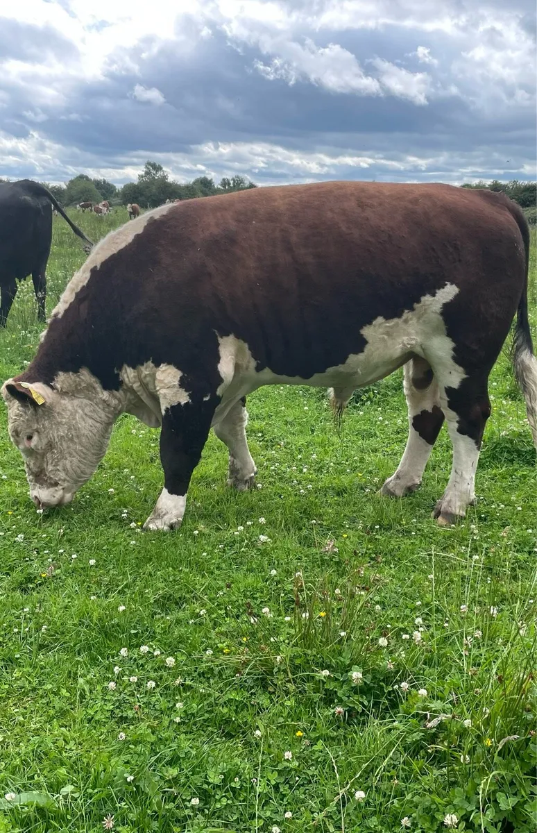 5 star Hereford bull - Image 2