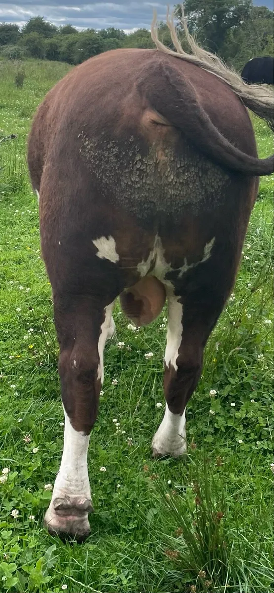 5 star Hereford bull - Image 3