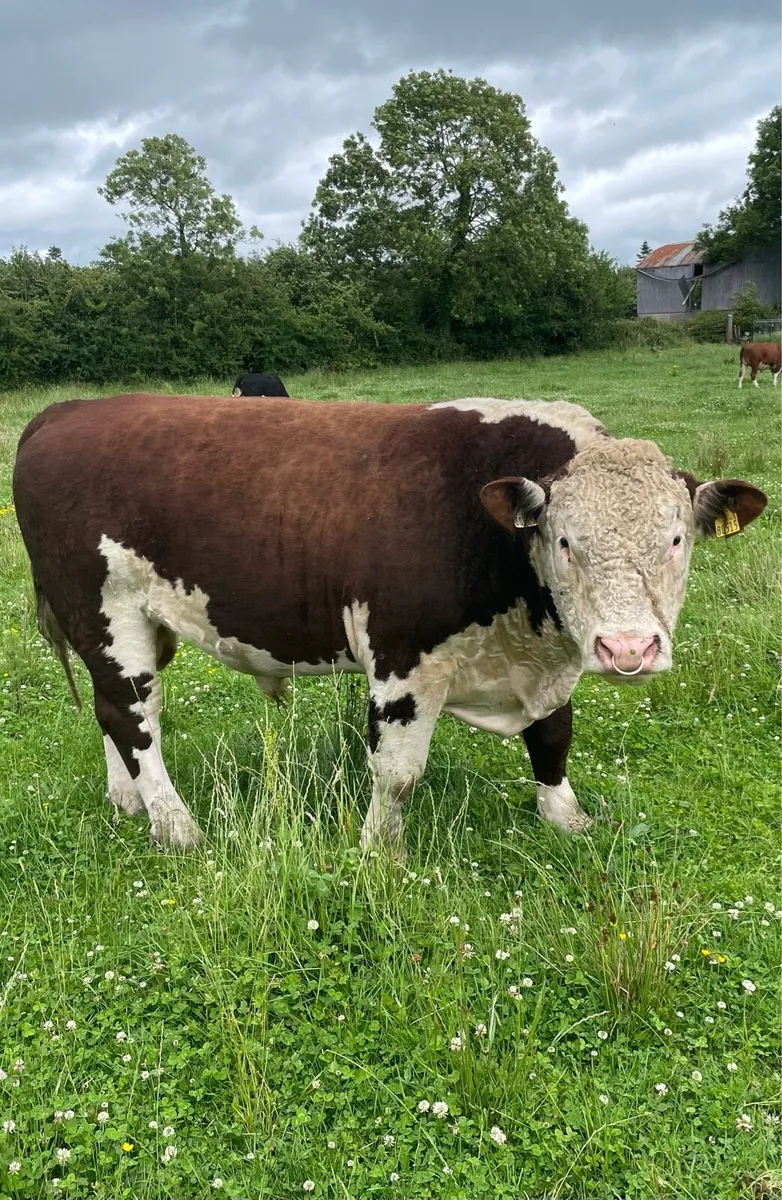 5 star Hereford bull - Image 4