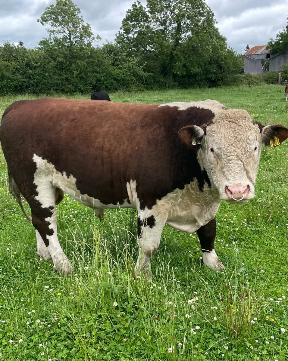 5 star Hereford bull - Image 1