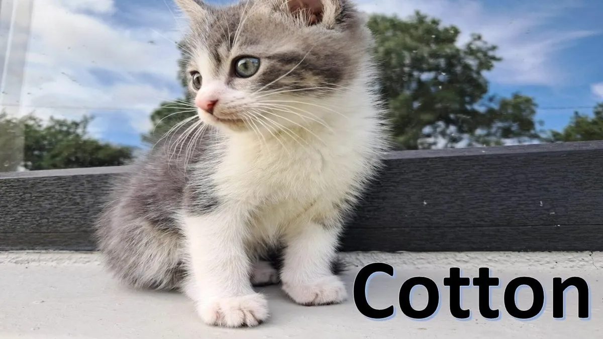 Beautiful Kittens For Sale - Image 3