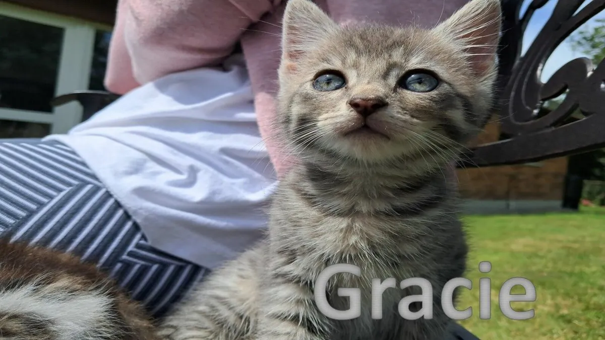 Beautiful Kittens For Sale - Image 4