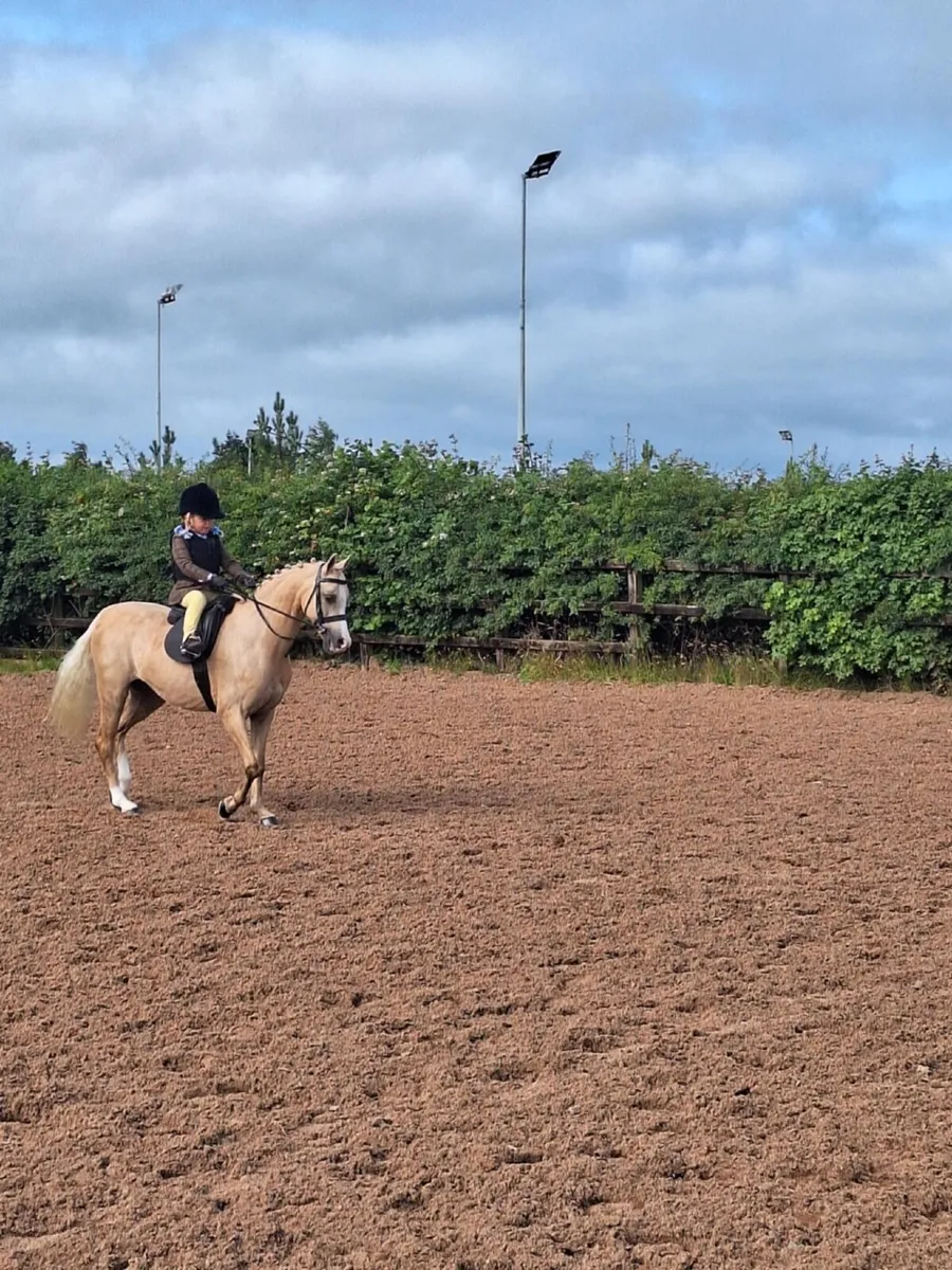Ultimate Child’s Pony 12hh 10yro - Image 1