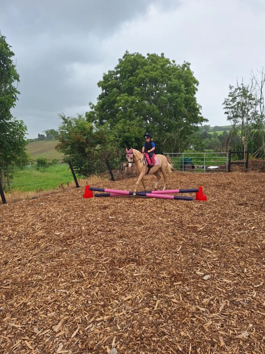 Ultimate Child’s Pony 12hh 10yro - Image 2