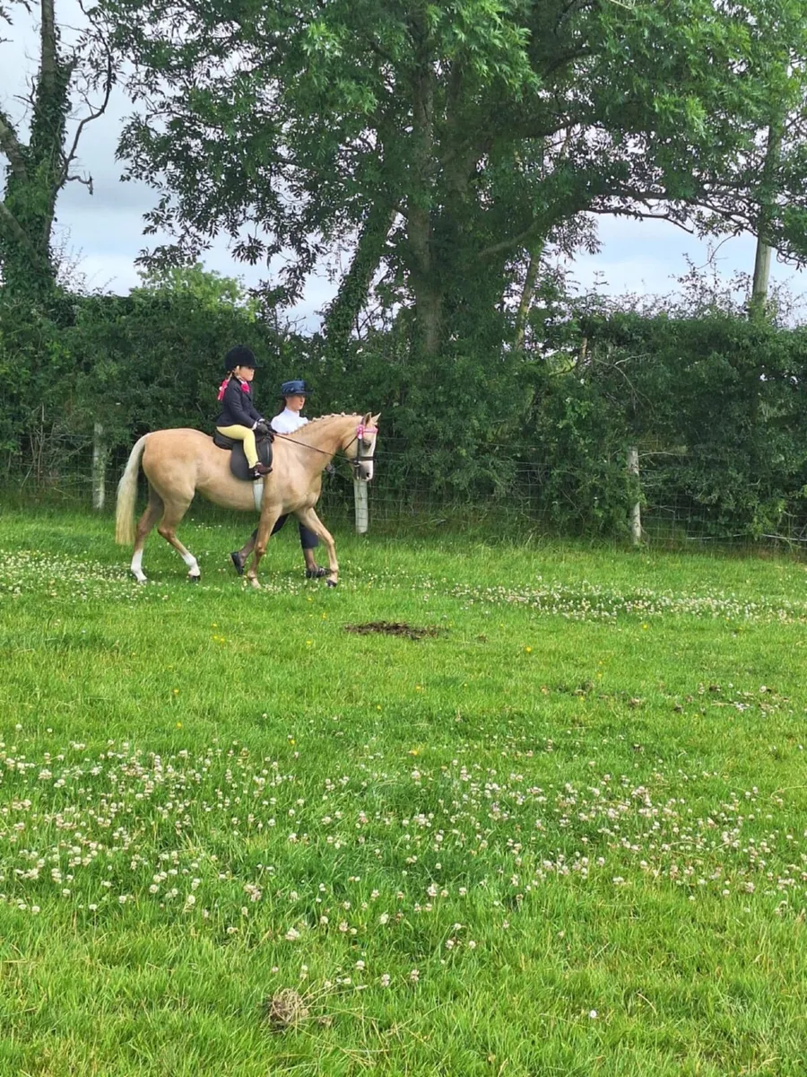 Ultimate Child’s Pony 12hh 10yro - Image 3