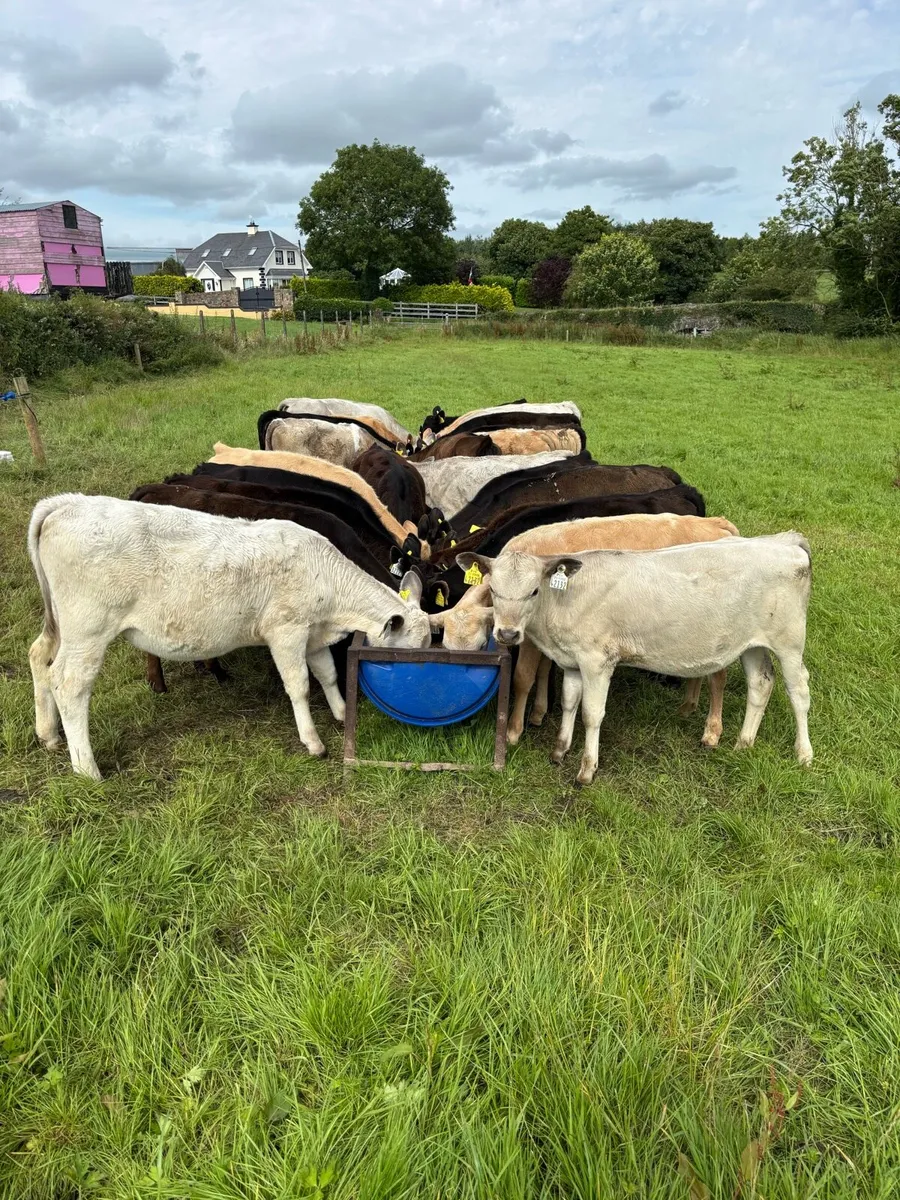 25 reared calves for sale - Image 1