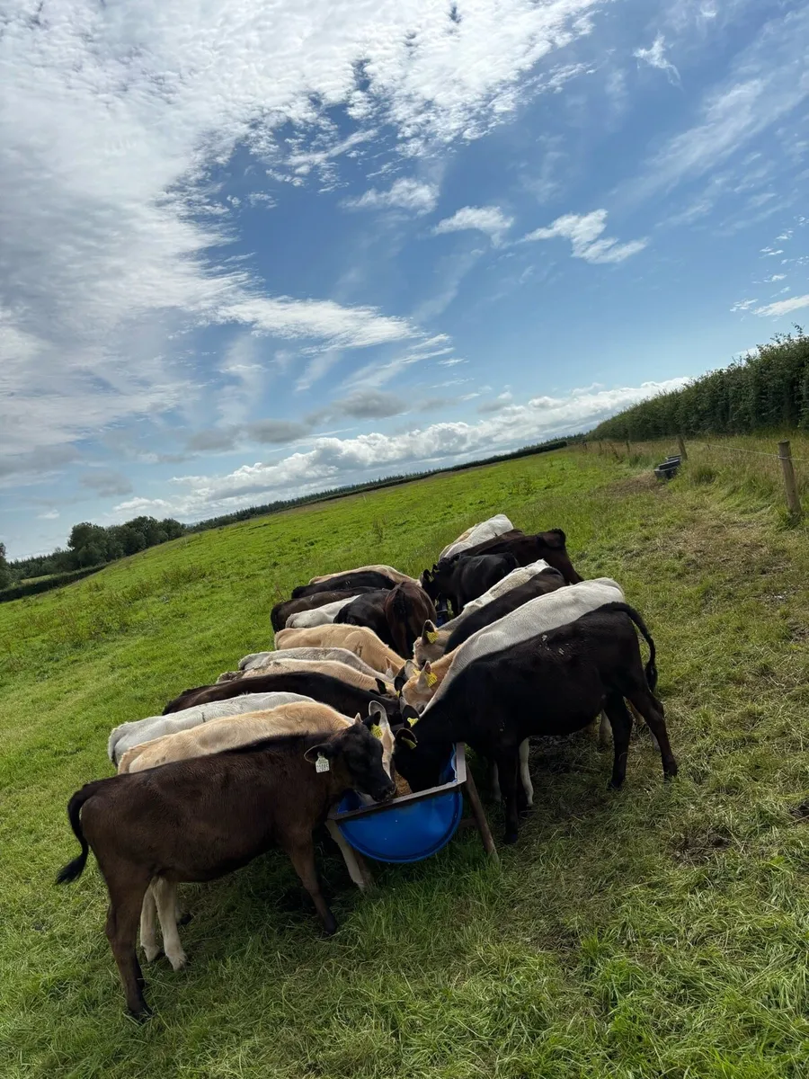 25 reared calves for sale - Image 2