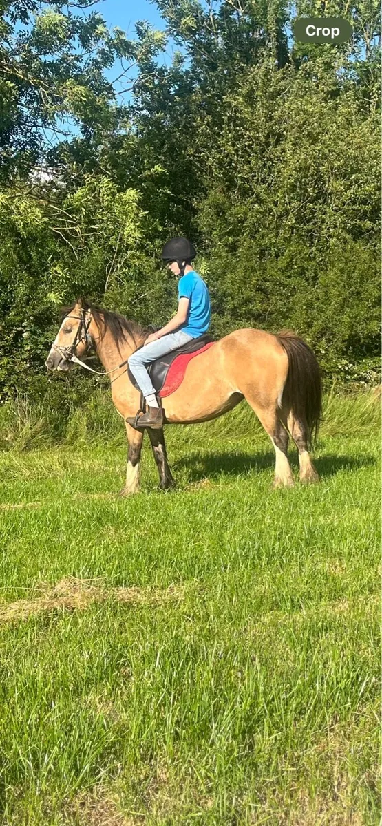 Pony - Image 4