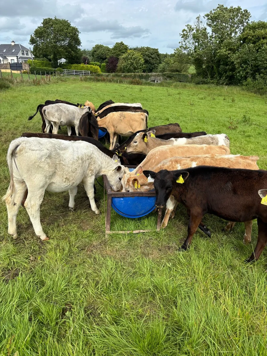 25 reared calves for sale - Image 3