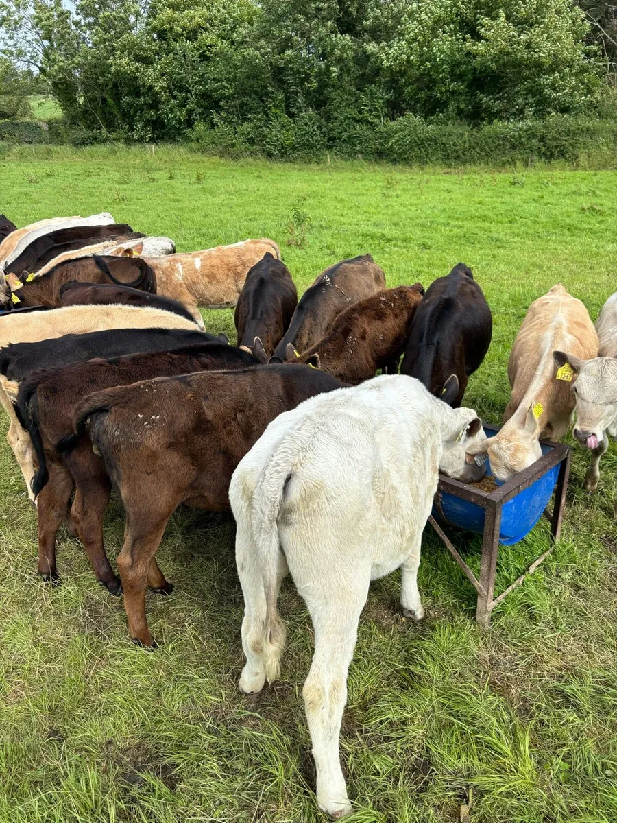25 reared calves for sale - Image 4