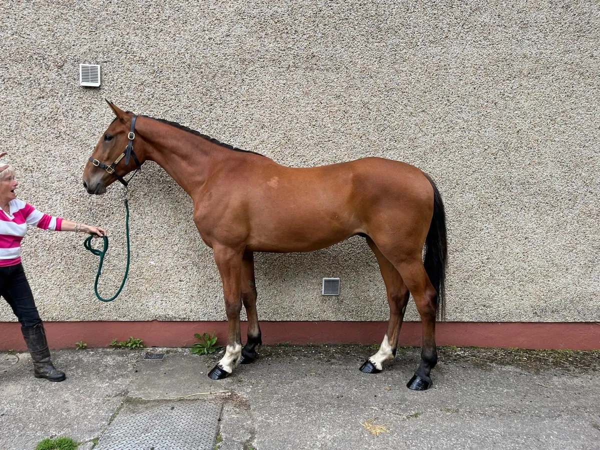 3yo Gelding