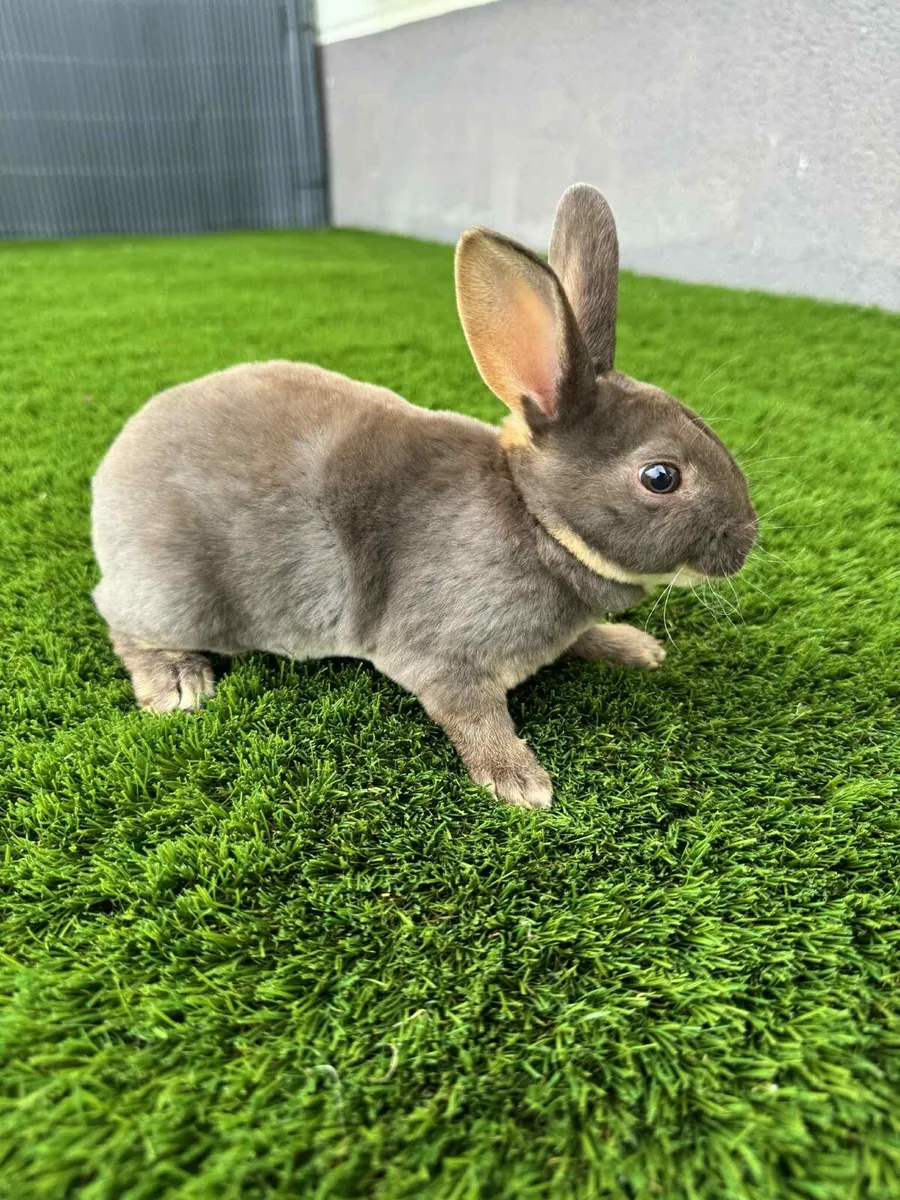 Bunny rabbits - Image 2