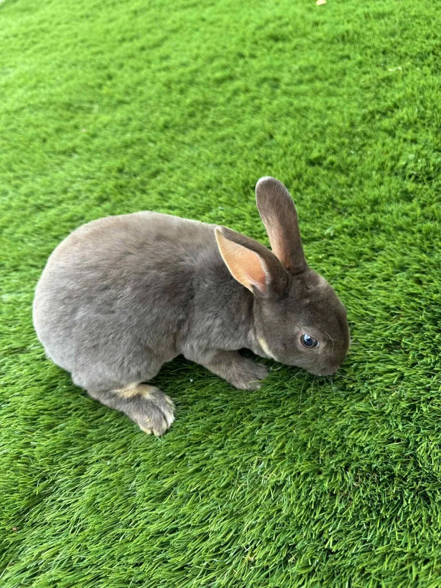 Bunny rabbits - Image 3