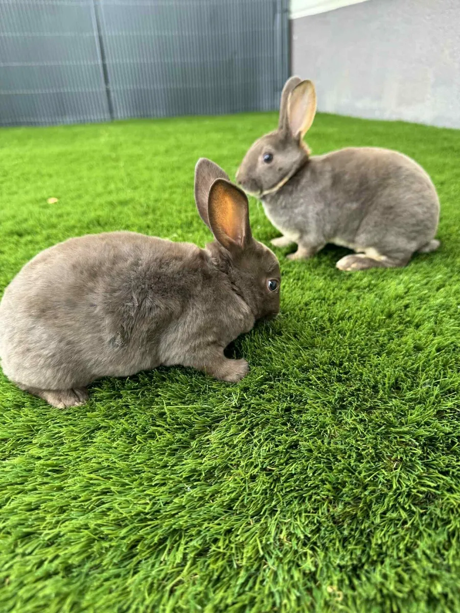 Bunny rabbits - Image 4