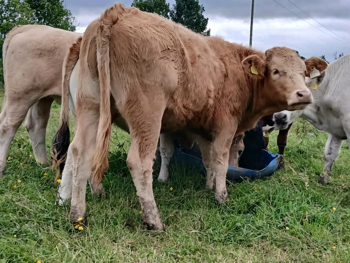 8 Super Quality Weanlings - Image 1